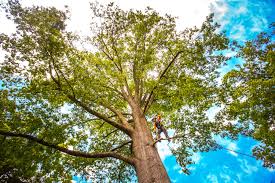 Mount Vernon, MO Tree Removal Company