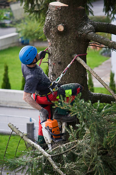 Best Fruit Tree Pruning  in Unt Vernon, MO